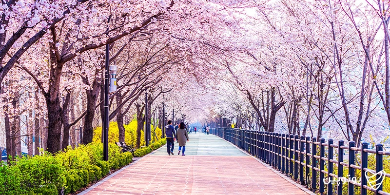 شکوفه گیلاس در سئول